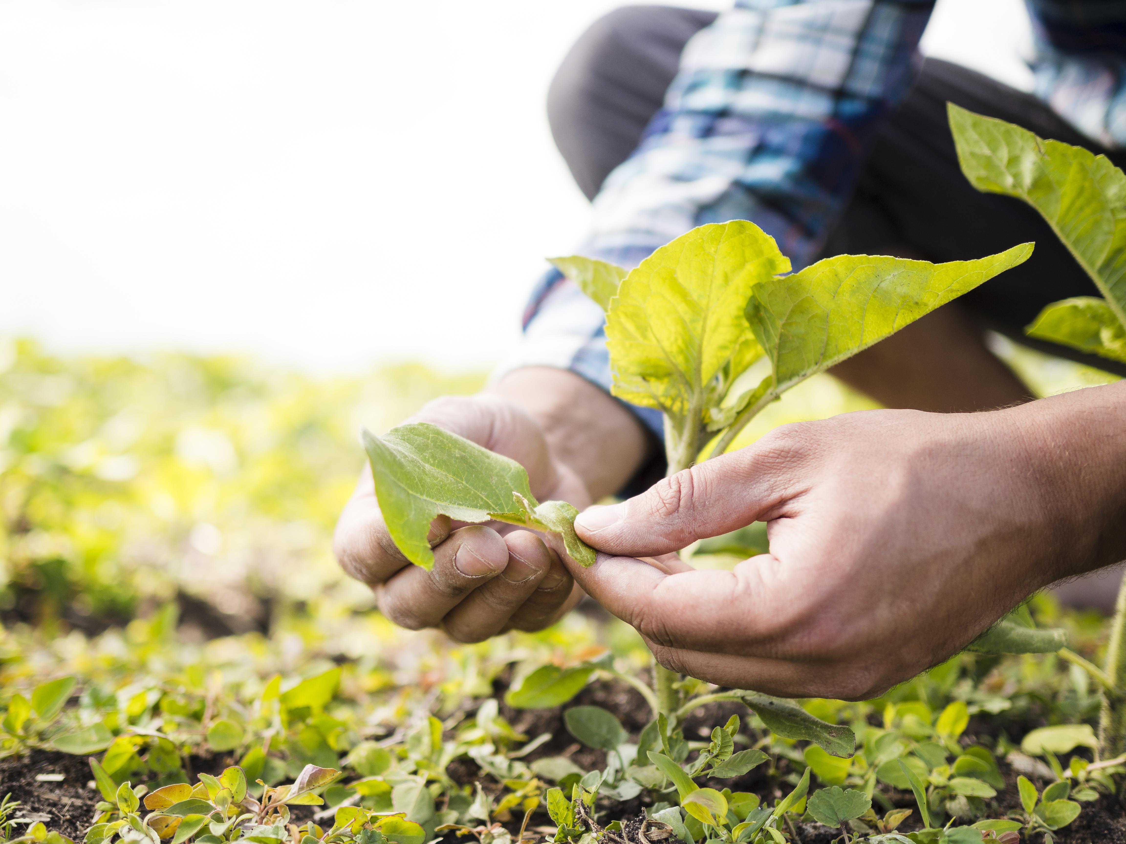 Analyses agronomiques - CLIC LAB