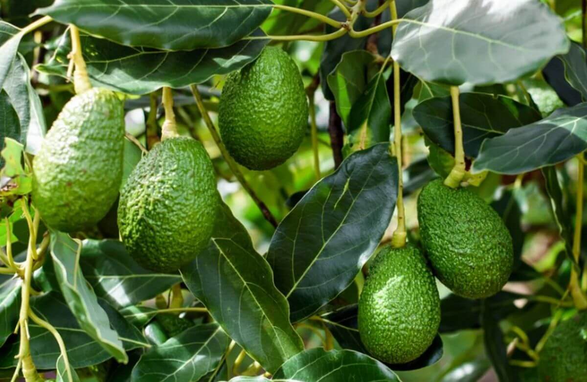 Avocatier : conduite technique, nutrition, fertilisation et suivi analytique du verger