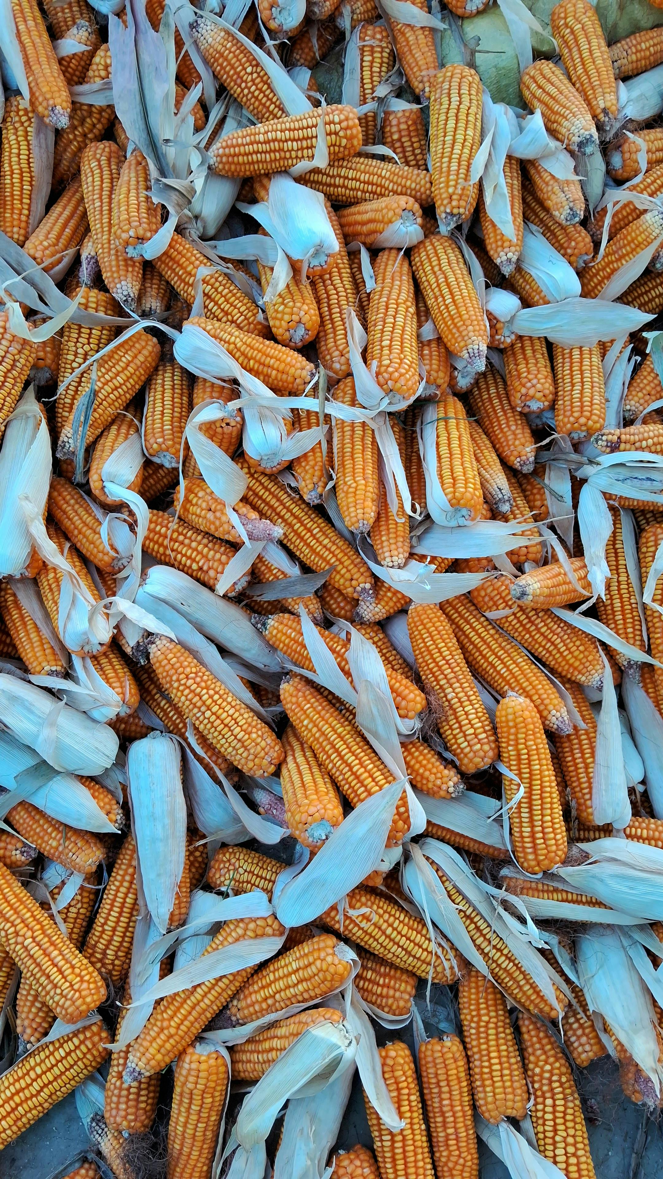 Analyses agroalimentaires