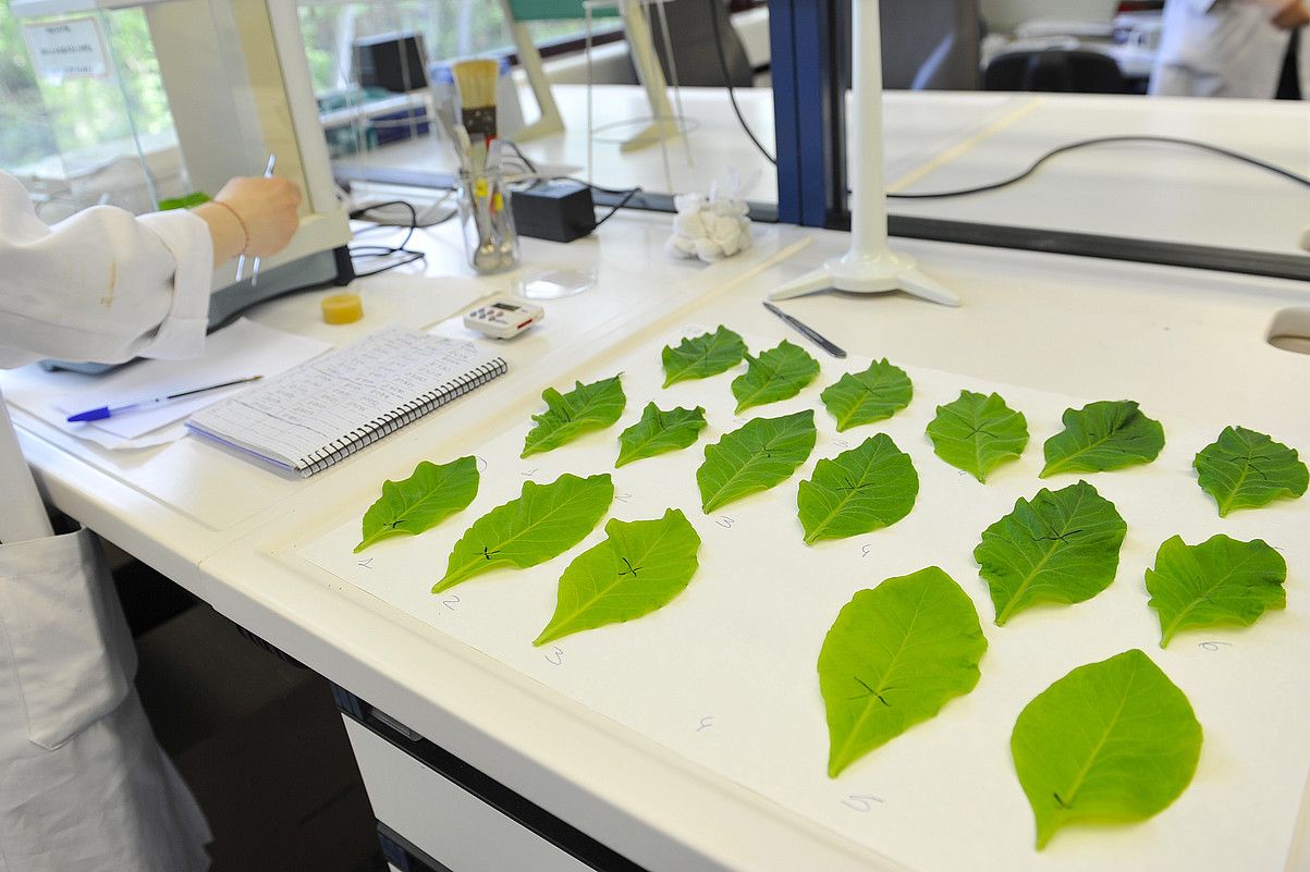 🌱 Et si vos cultures vous parlaient… sauriez-vous les écouter ?